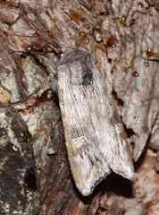 Lithomoia germana