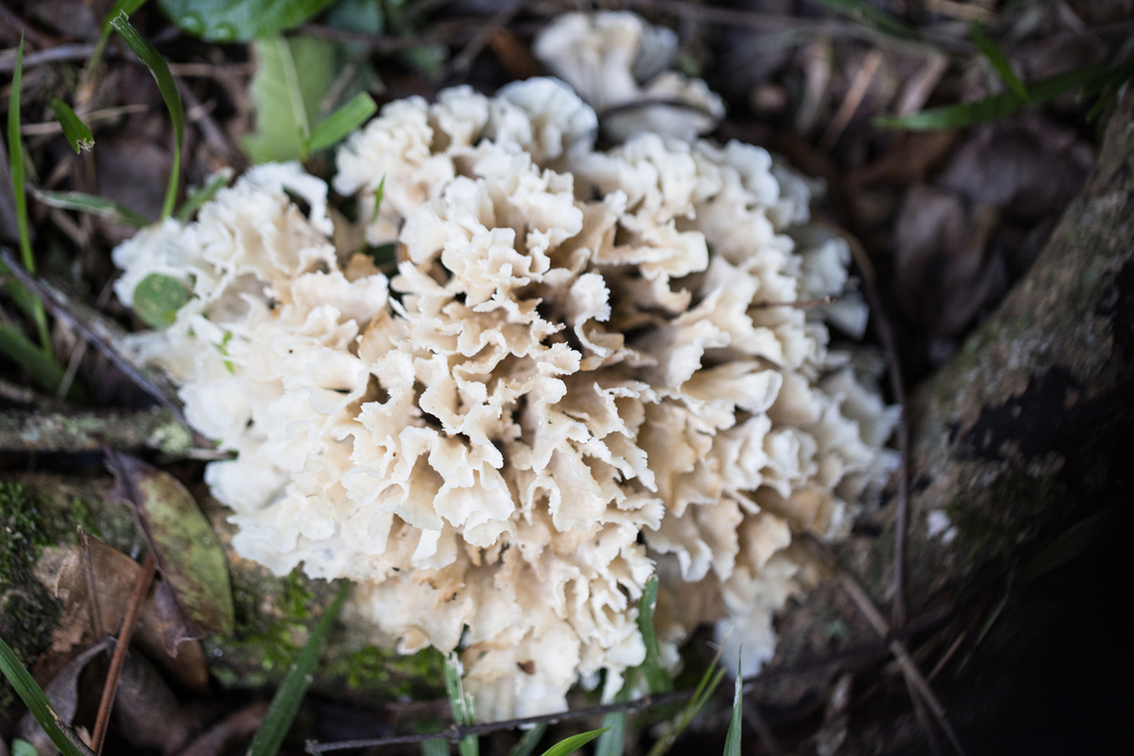 Irpex rosettiformis · May 2025 · photo: © ftsautter (iNaturalist, cc0)