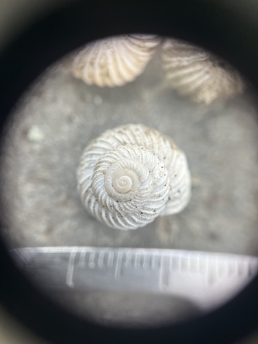 Costate Mountainsnail