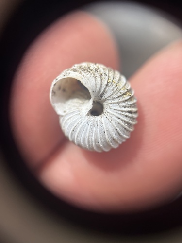 Costate Mountainsnail