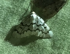 Nepytia pellucidaria