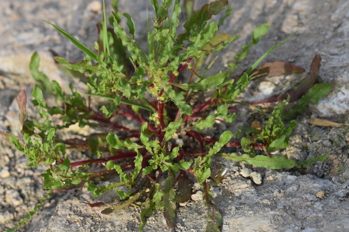 Rumex amurensis iNat (1)