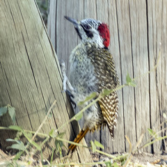 Campethera bennettii