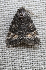 Catocala briseis