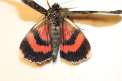 Catocala briseis