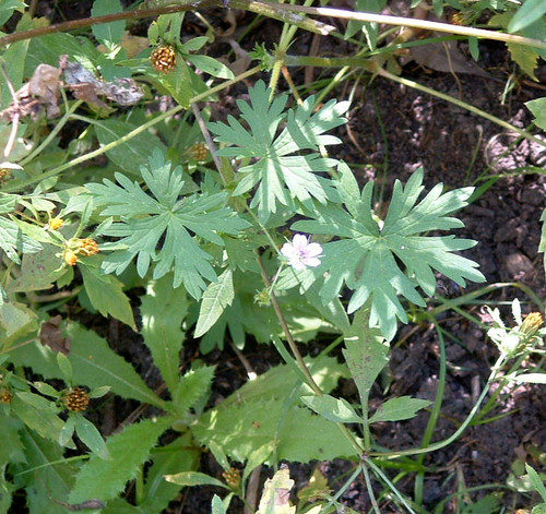 Bicknell's cranesbill (Geranium bicknellii)