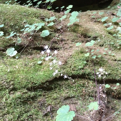 Heuchera missouriensis