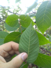 Juglans mollis