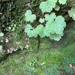 Heuchera missouriensis