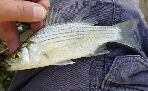 White Bass