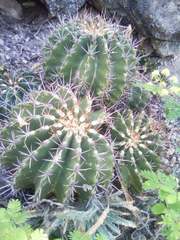 Ferocactus echidne