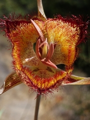 Calochortus fimbriatus