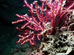 Echinogorgia