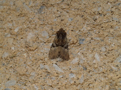 Meropleon diversicolor