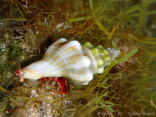 Tarantinaea lignarius