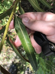 Acrostichum danaeifolium