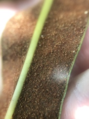 Acrostichum danaeifolium