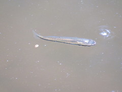 Fundulus olivaceus