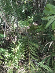 Acrostichum danaeifolium