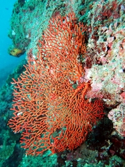 Melithaea