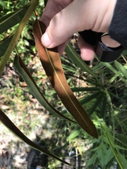 Acrostichum danaeifolium