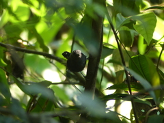 Willisornis poecilinotus