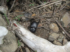 Archophileurus cribrosus