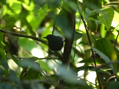 Willisornis poecilinotus