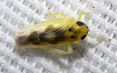 Macrosteles parvidens
