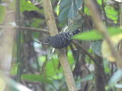 Willisornis poecilinotus