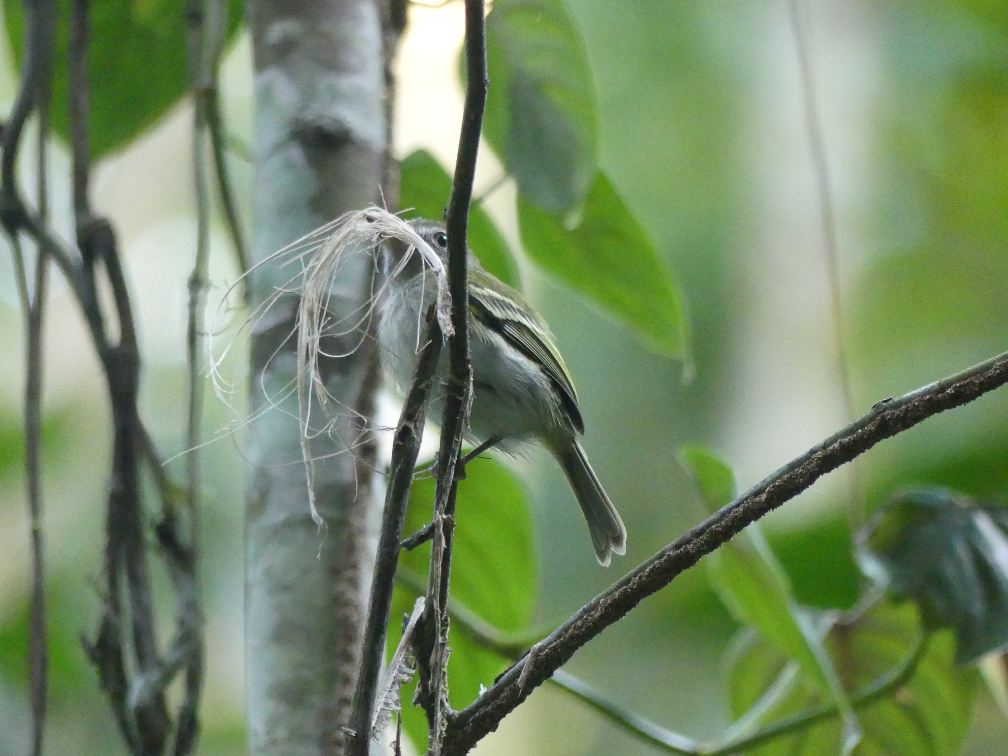 White-bellied Tody-Tyrant (Hemitriccus griseipectus), photo 5