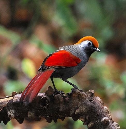 Red-tailed Laughingthrush (Trochalopteron milnei), photo 4