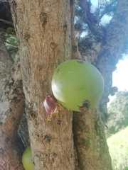 Crescentia alata