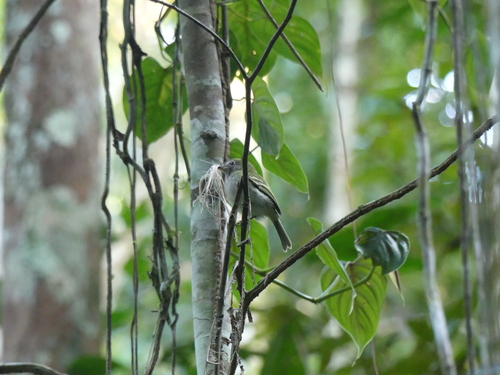 White-bellied Tody-Tyrant (Hemitriccus griseipectus), photo 4