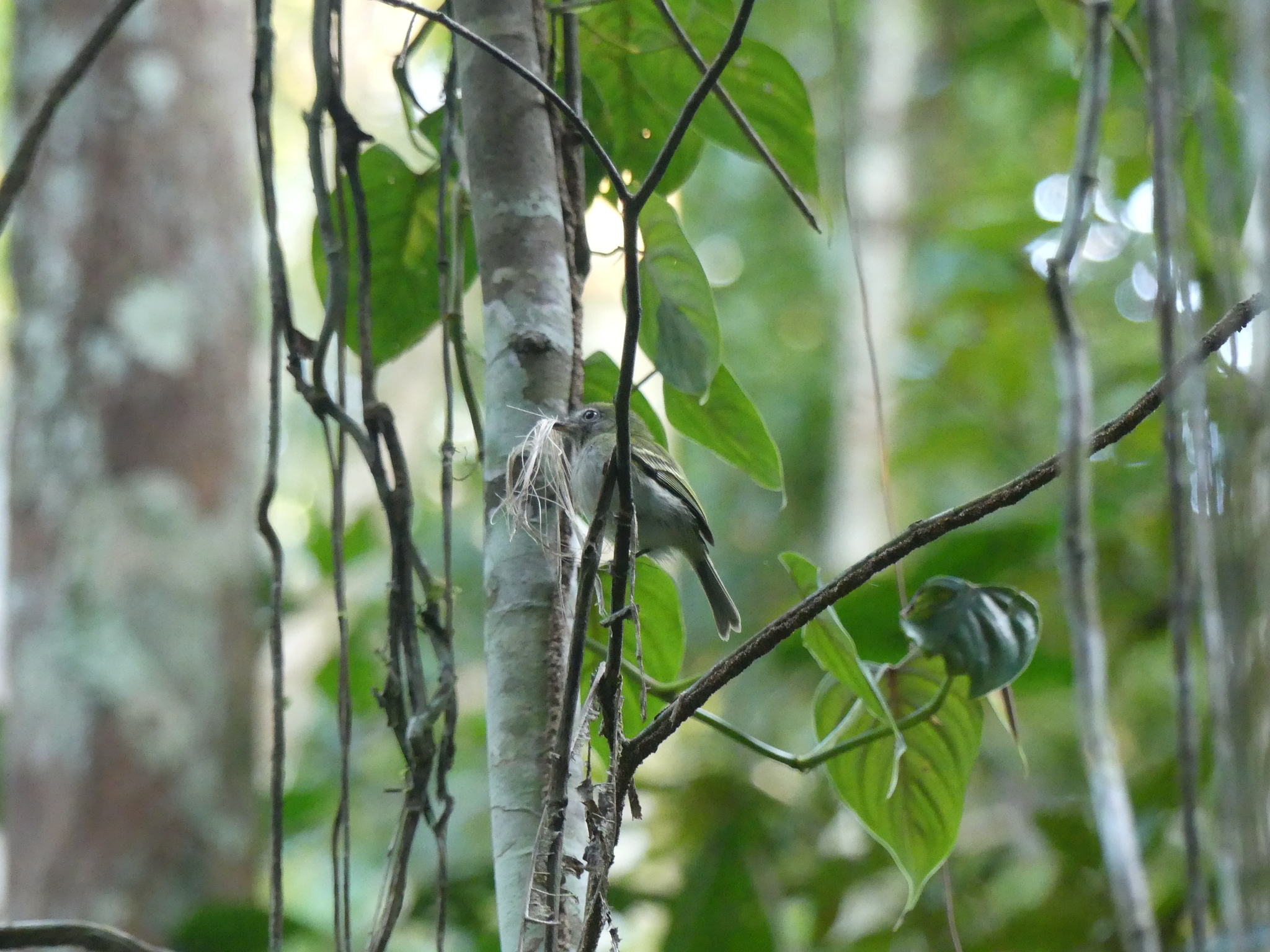White-bellied Tody-Tyrant (Hemitriccus griseipectus), photo 6