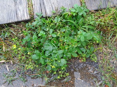 Potentilla inclinata