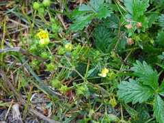 Potentilla inclinata
