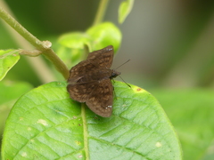 Pyrginae