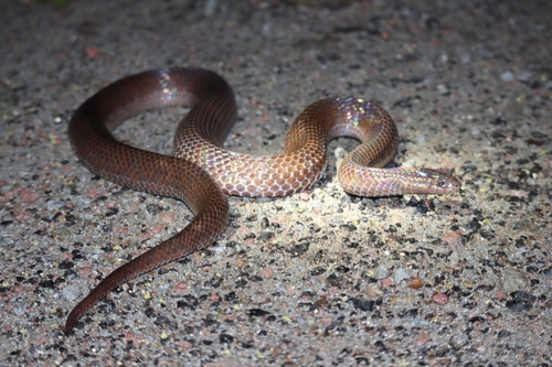 Giant Groundsnake