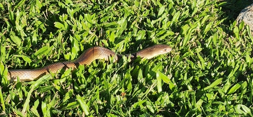 Mulga Snake sighting