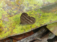 Cissia