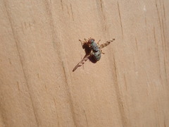 Pseudotephritina