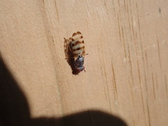 Pseudotephritina