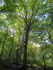 Cornus florida urbiniana