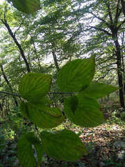 Cornus florida urbiniana