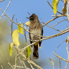 Pycnonotus barbatus tricolor