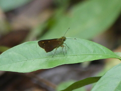 Hesperiinae