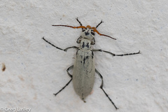 Epicauta albida
