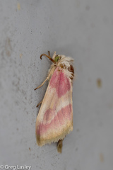 Schinia regina
