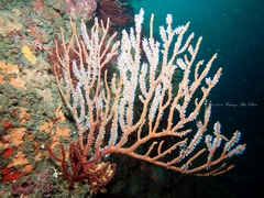 Subergorgia suberosa